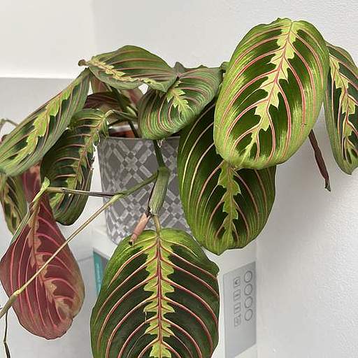 Maranta leuconeura