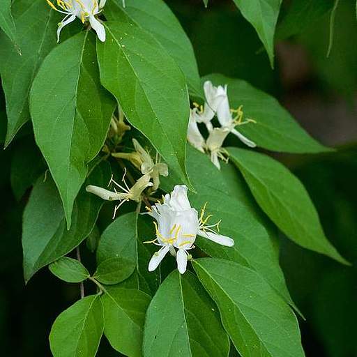 Lonicera maackii