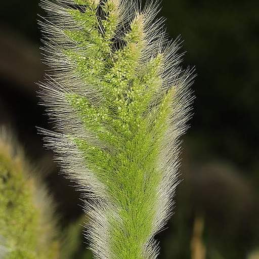 Polypogon monspeliensis