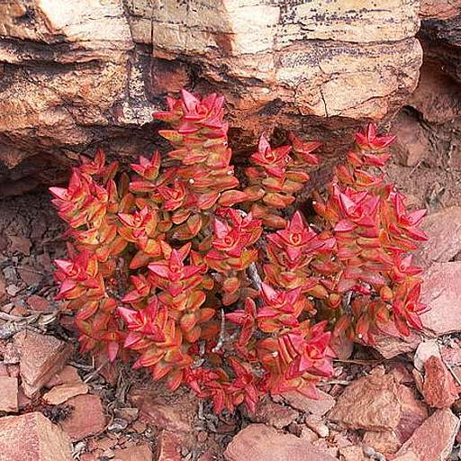 Crassula rupestris