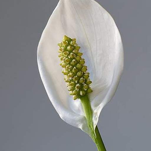 Spathiphyllum wallisii