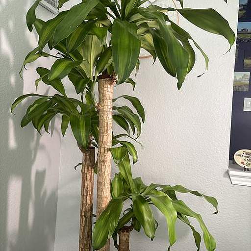 Dracaena fragrans