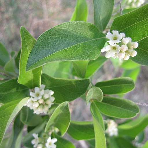 Citharexylum berlandieri