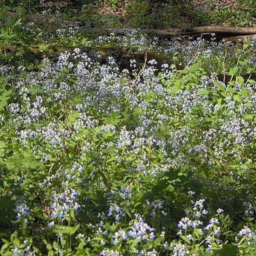 Collinsia verna