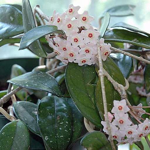 Hoya carnosa