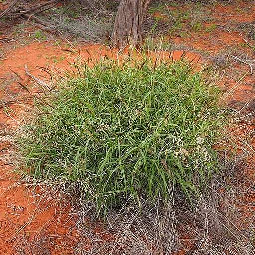 Cenchrus ciliaris