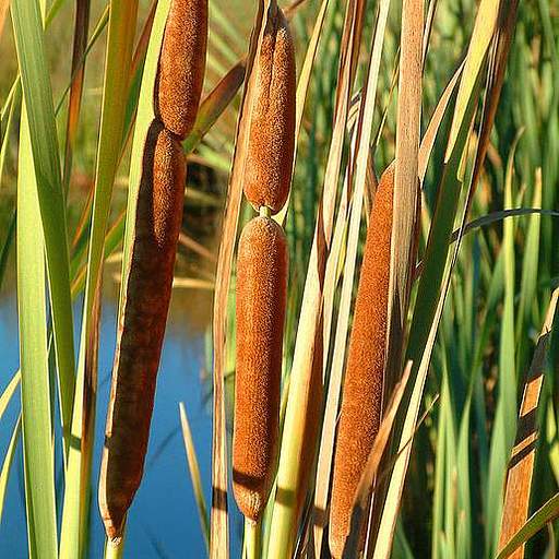 Typha orientalis