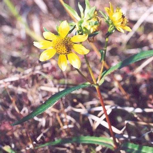 Bidens laevis