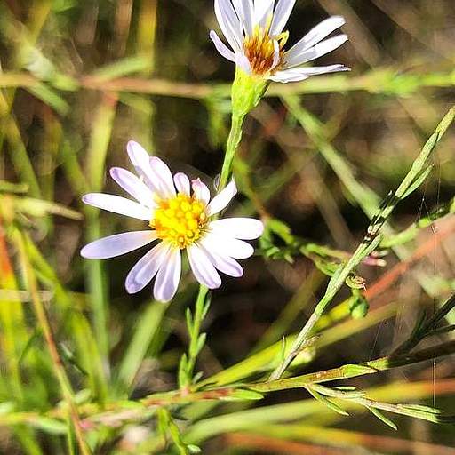 Symphyotrichum dumosum