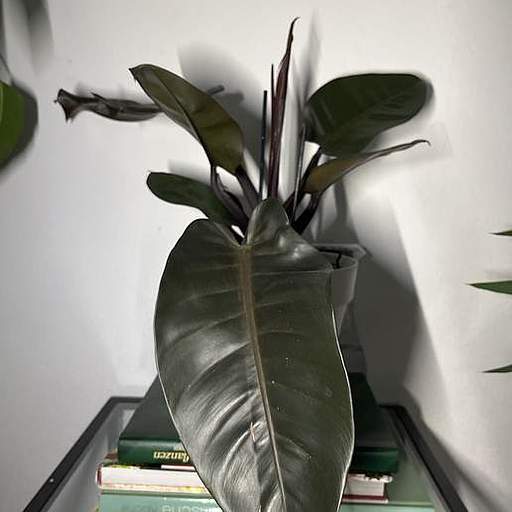 Philodendron erubescens