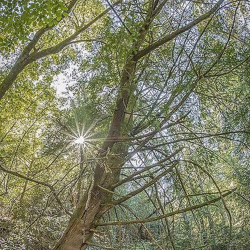 Torreya californica