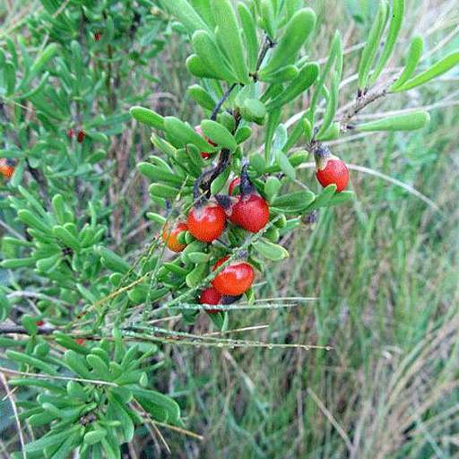 Lycium carolinianum