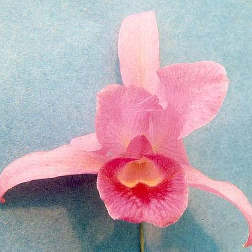 Guarianthe bowringiana