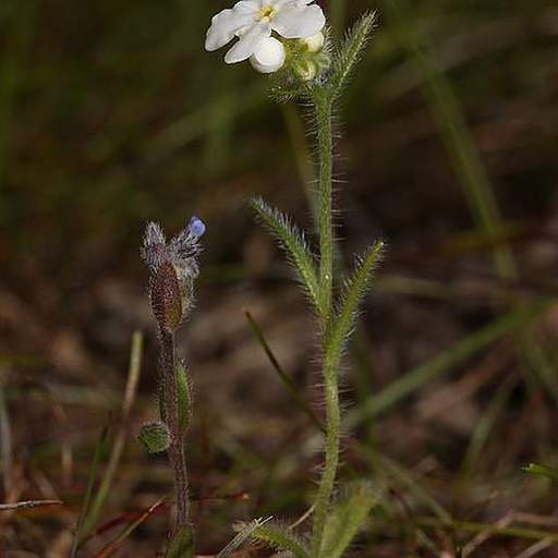 Cryptantha intermedia
