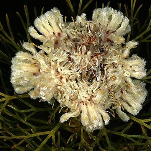 Serruria glomerata