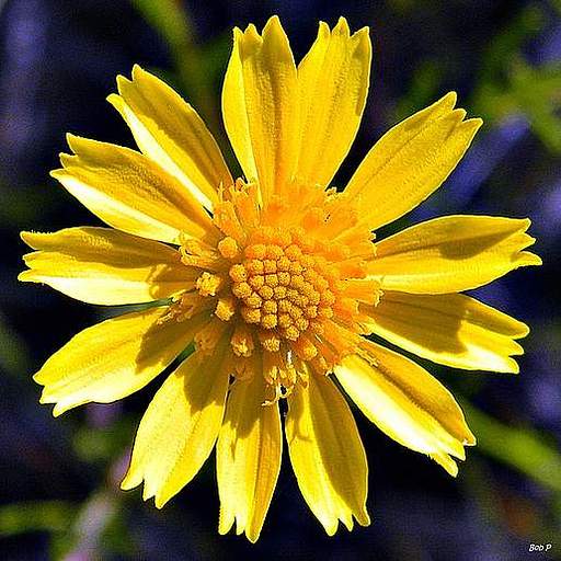 Balduina angustifolia