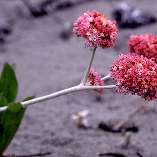 Eriogonum latifolium