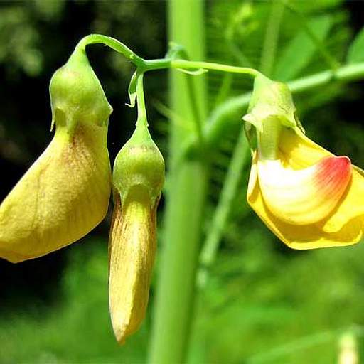 Sesbania herbacea