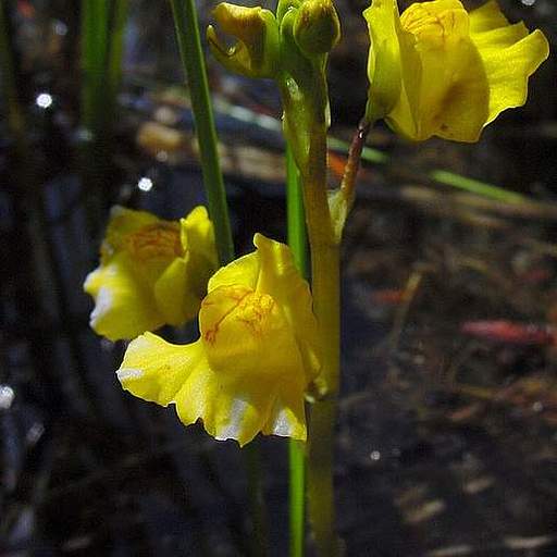 Utricularia macrorhiza