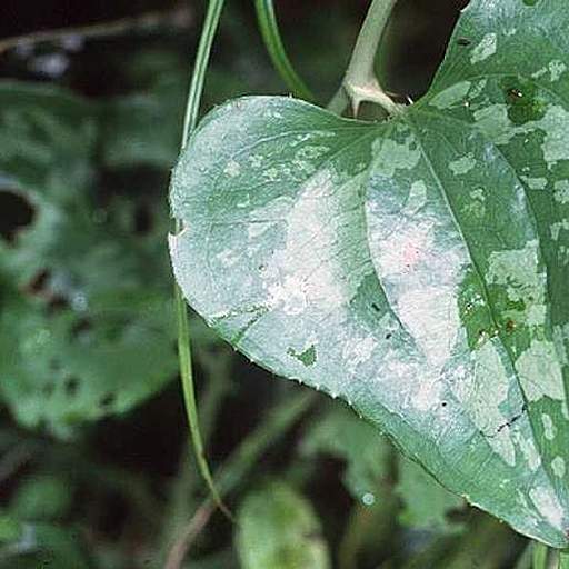 Smilax bona-nox