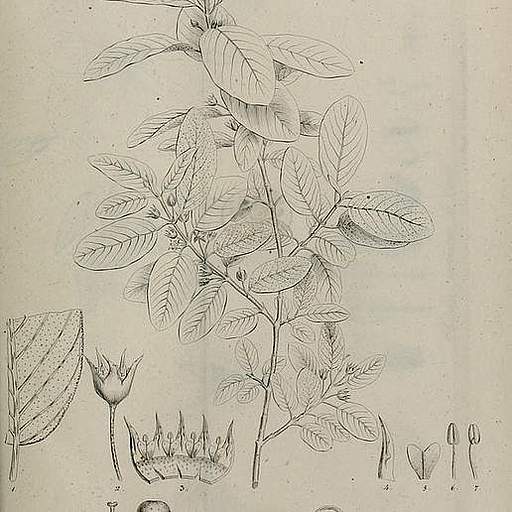 Karwinskia humboldtiana
