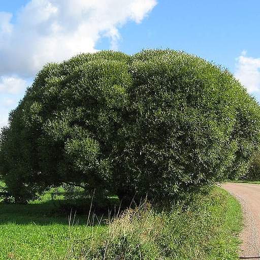 Salix euxina