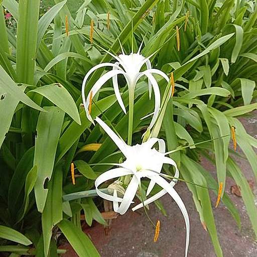 Hymenocallis littoralis