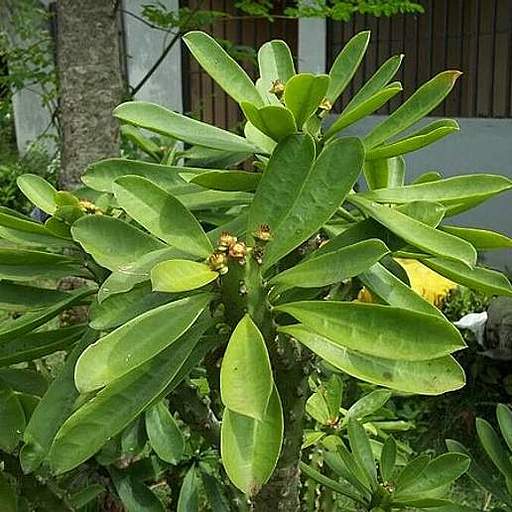 Euphorbia neriifolia