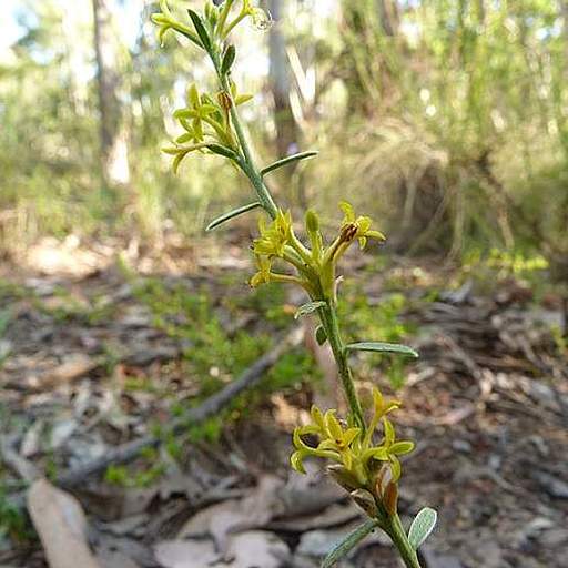 Pimelea curviflora