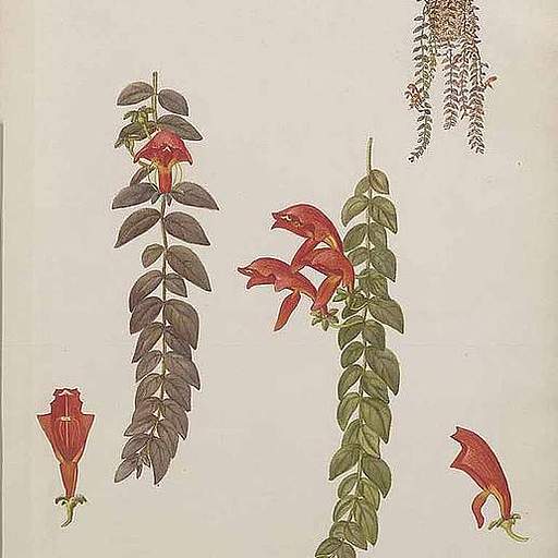 Columnea microcalyx