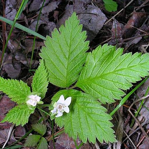 Rubus pubescens