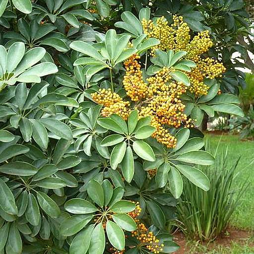 Schefflera arboricola