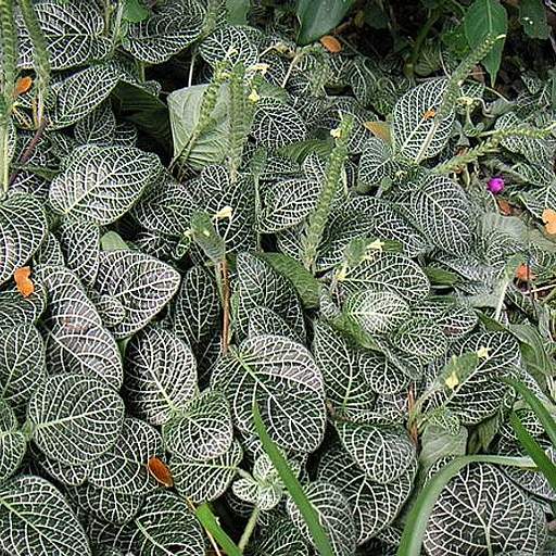 Fittonia albivenis