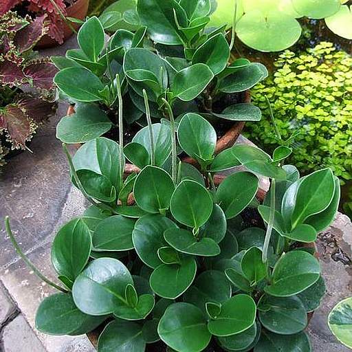 Peperomia obtusifolia