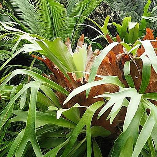 Platycerium bifurcatum