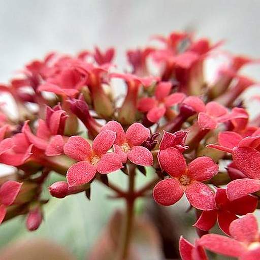 Kalanchoe blossfeldiana