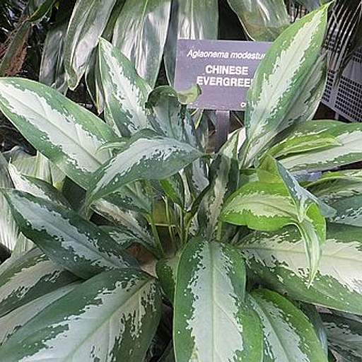 Aglaonema modestum
