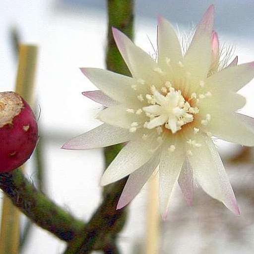Rhipsalis pilocarpa
