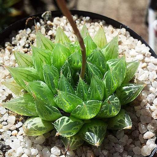 Haworthia cooperi