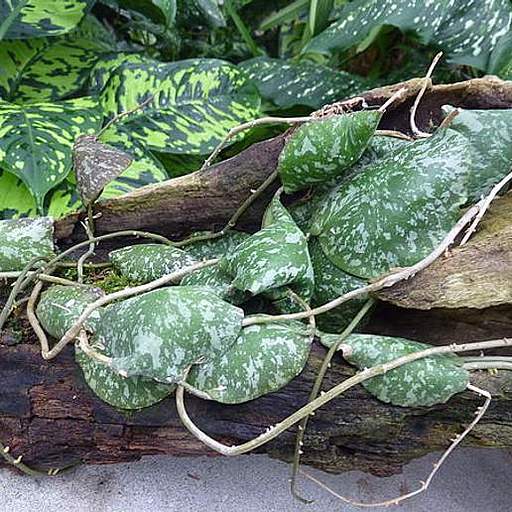 Hoya imbricata