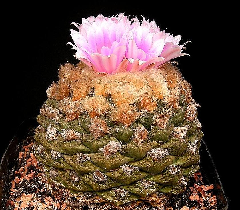 Ariocarpus fissuratus