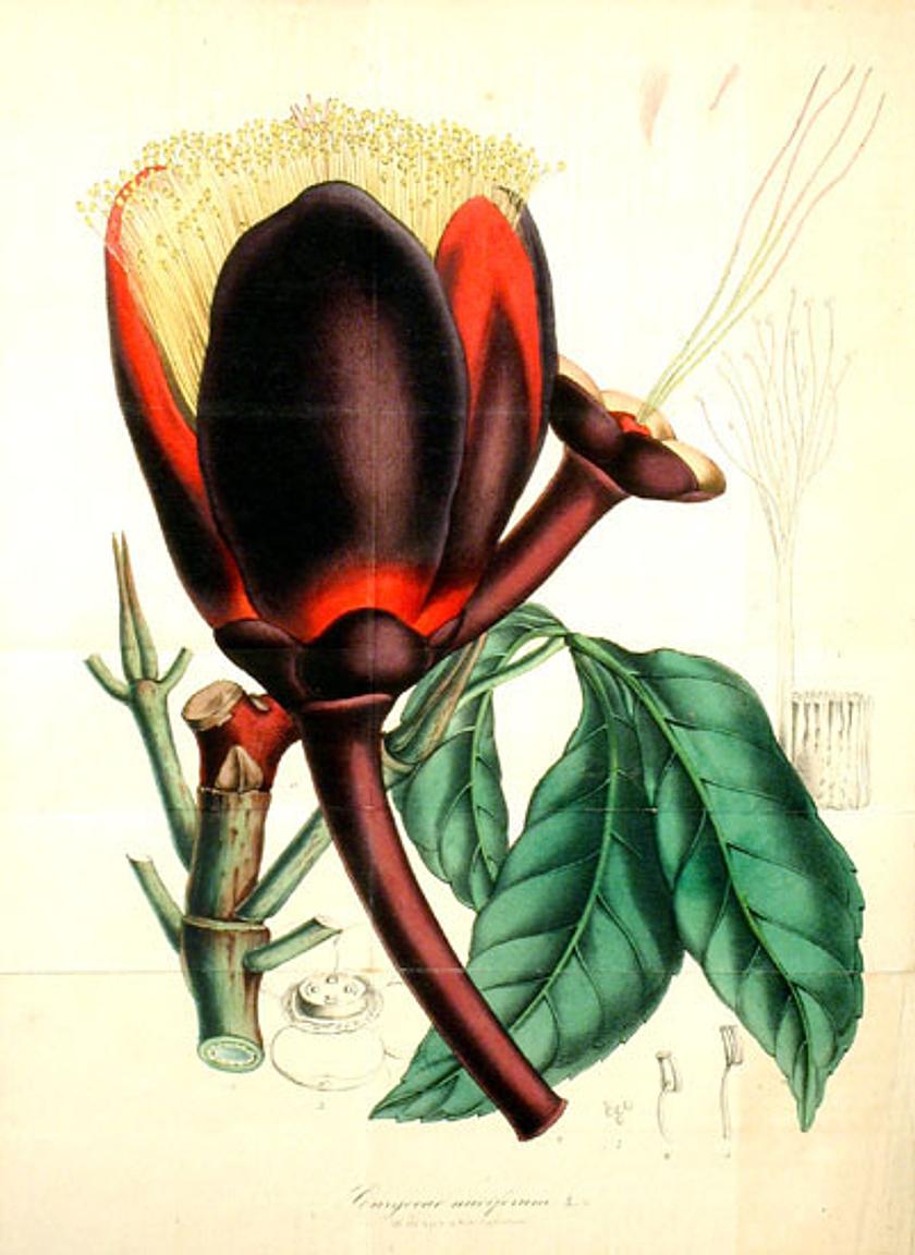 Caryocar nuciferum — botanical illustration by Lemaire