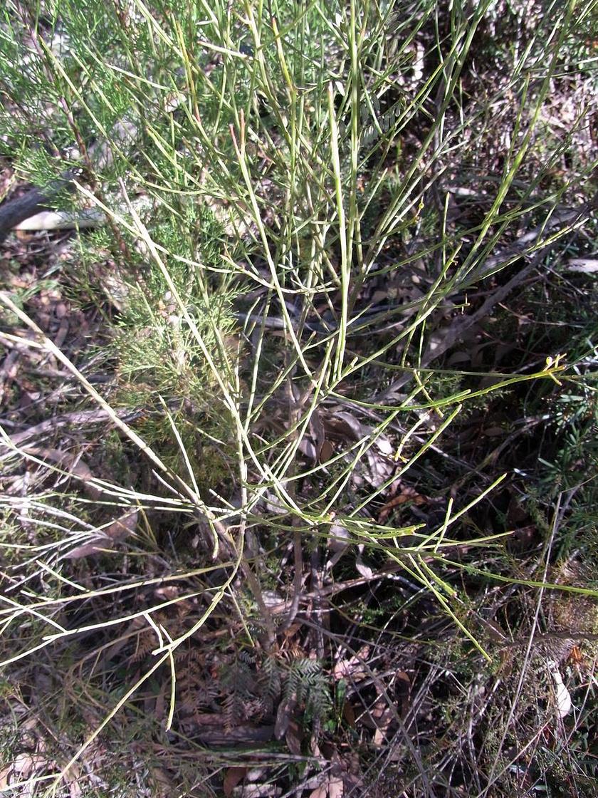 Leptomeria acida (possibly), Blackheath, Blue Mountains, Australia