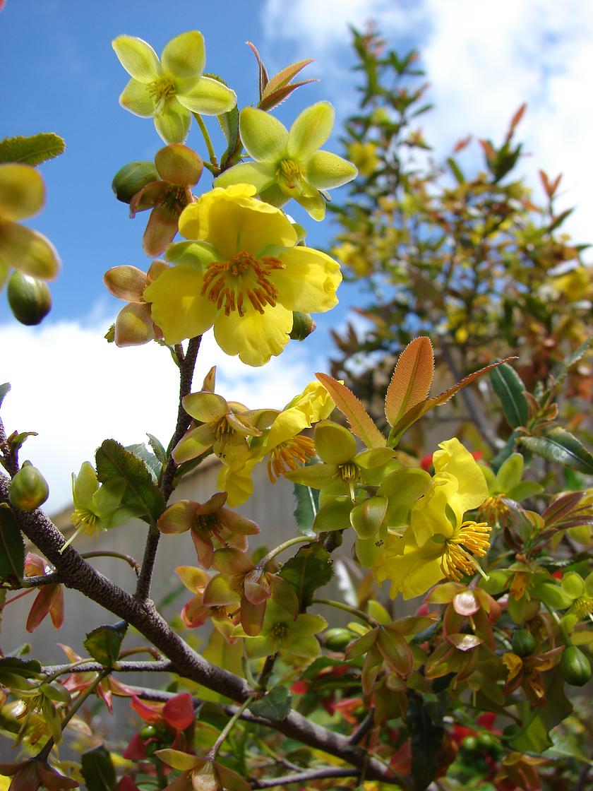Ochna serrulata (Mickey-mouse plant)