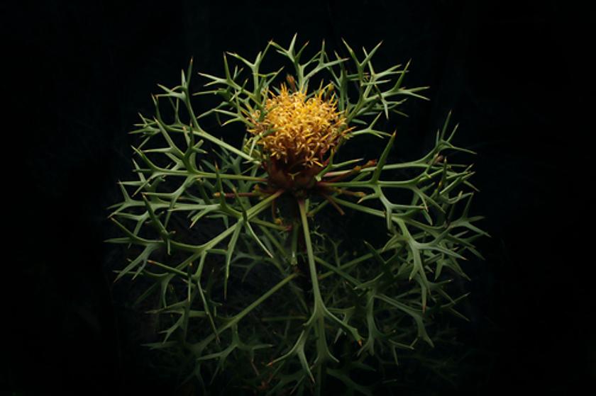 Isopogon