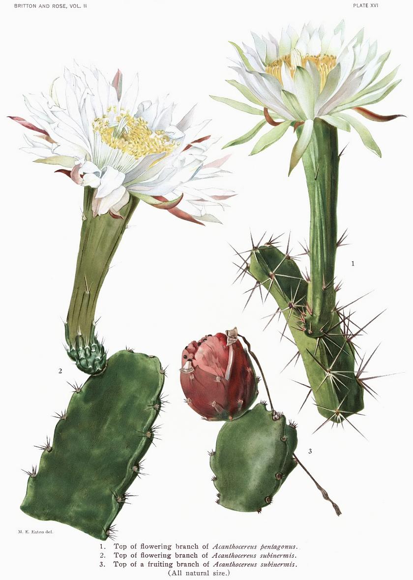 The Cactaceae Vol II, plate XVI filtered