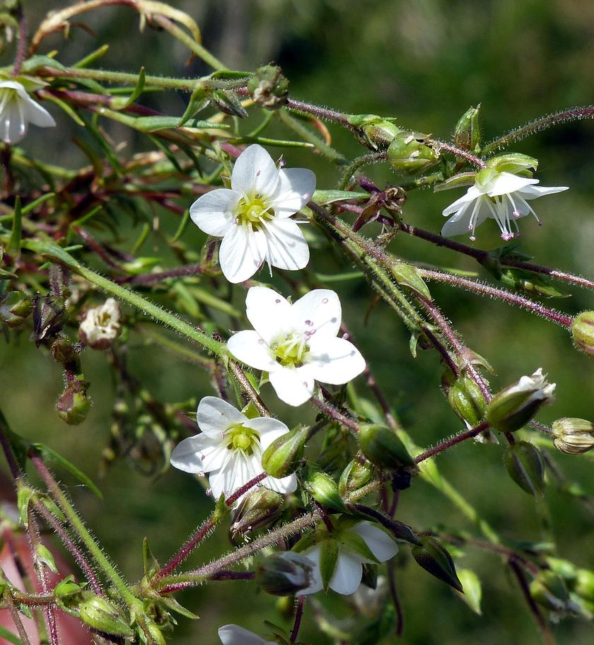 Sabulina verna flower