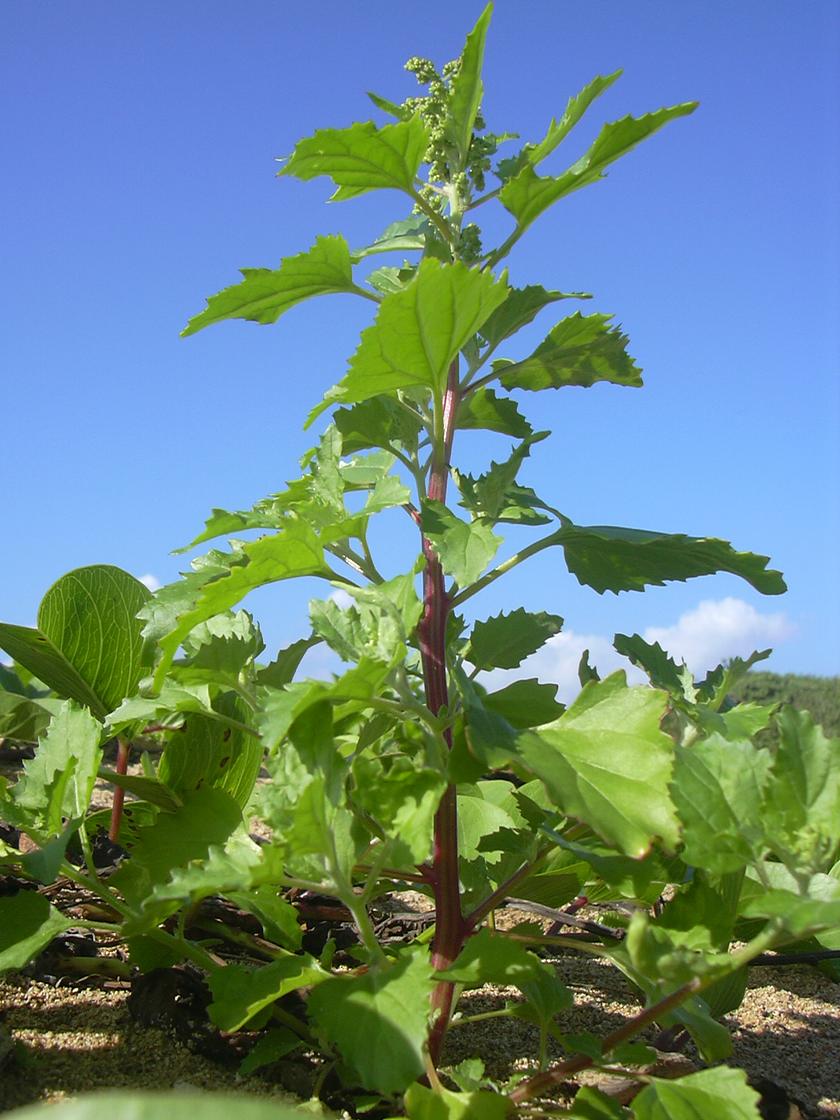 Chenopodium murale (Chenopodiastrum murale)