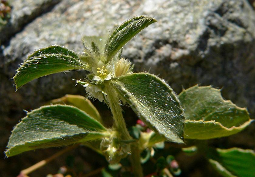 Argythamnia serrata