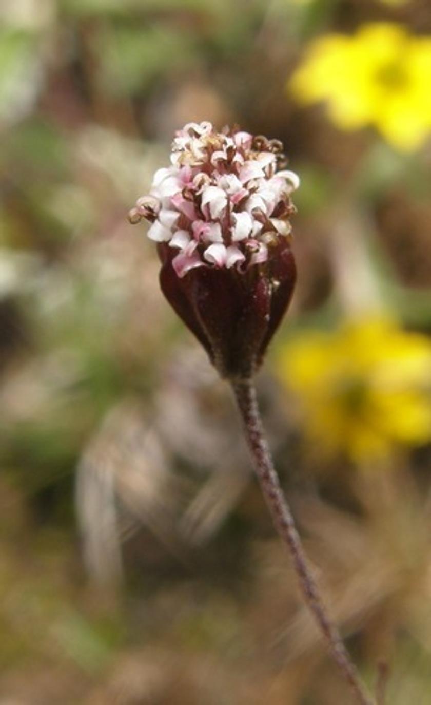 Florestina